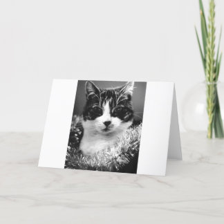 Christmas Cat Holiday Card
