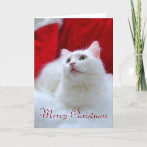 Christmas Cat Holiday Card