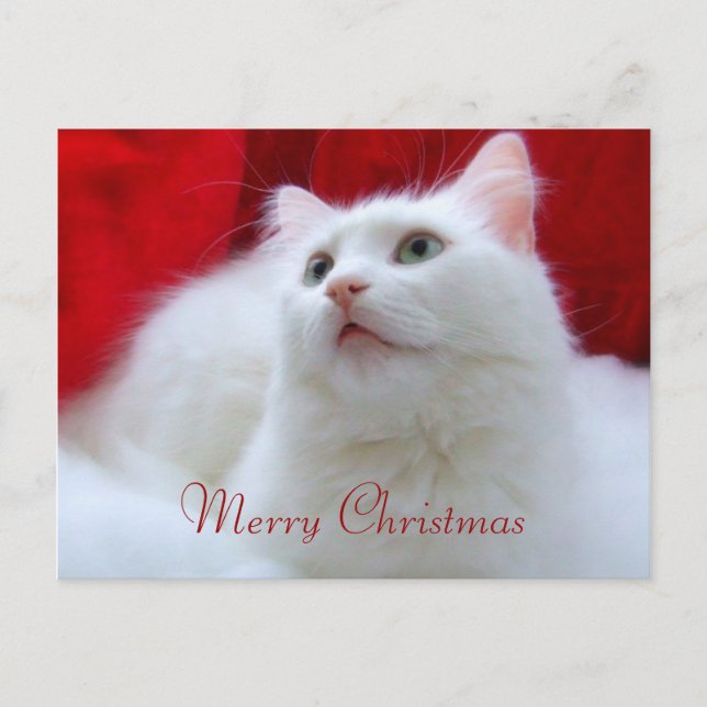 Christmas Cat Holiday Postcard (Front)