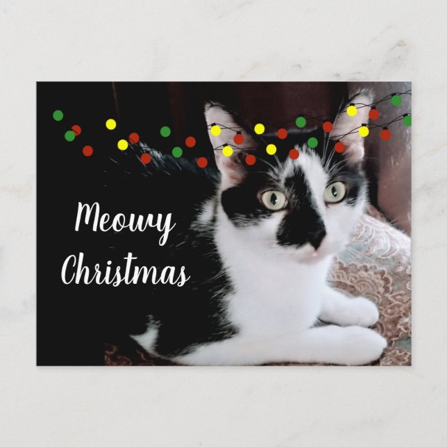 Christmas Cat Holiday Postcard (Front)