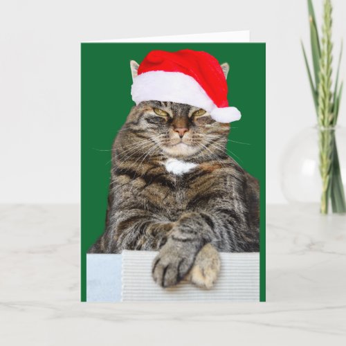 Christmas Cat Humbug Photo Greeting Card