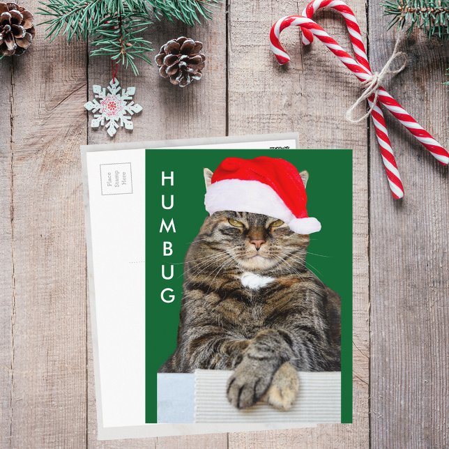 Christmas Cat Humbug Photo Postcard (Christmas Cat Humbug Photo Postcard)