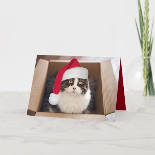 Christmas Cat in Cardboard Box  Card