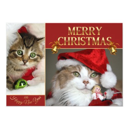 Christmas cat -kitten cat - cute cats card