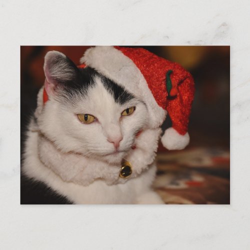 Christmas cat postcard