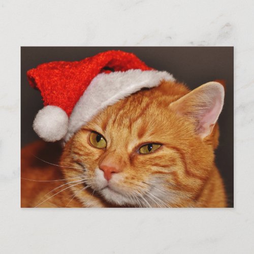 Christmas cat postcard