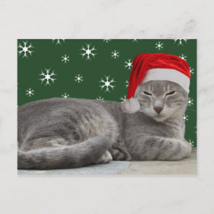 Christmas Cat Postcard