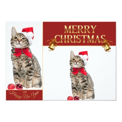 Christmas cat - santa claus cat - cute kitten card