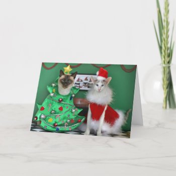 Christmas Cats Holiday Card by knichols1109 at Zazzle