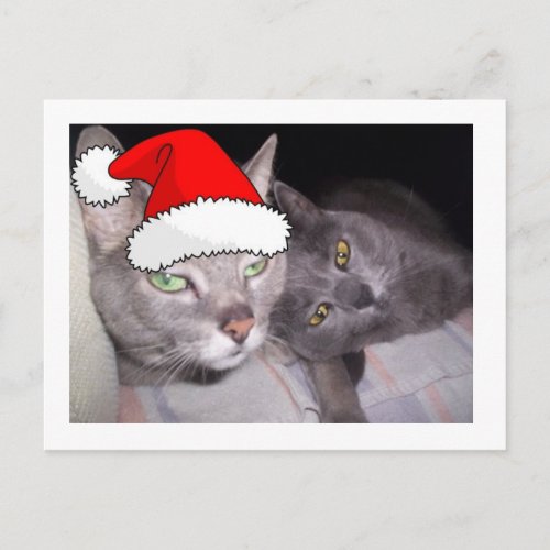 Christmas Cats Holiday Postcard