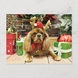 Christmas - Cavalier King Charles Spaniel - Meyers Holiday Postcard