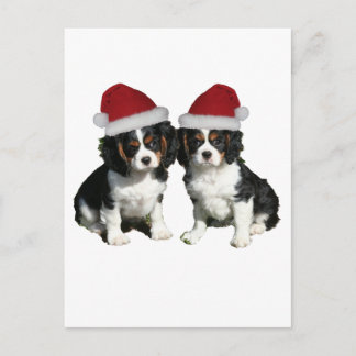 Christmas Cavaliers Holiday Postcard