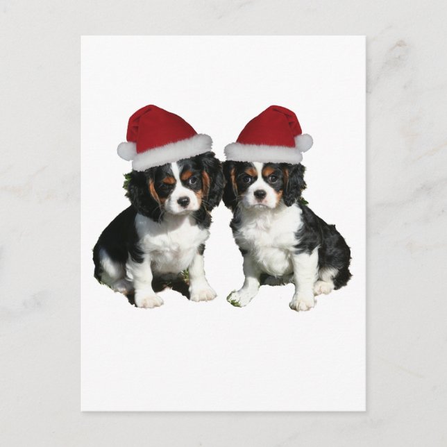 Christmas Cavaliers Holiday Postcard (Front)