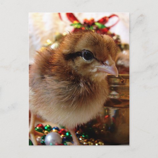 Christmas Chick 3 Holiday Postcard