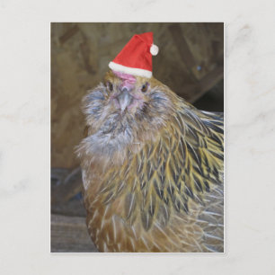 Christmas Chicken Holiday Postcard