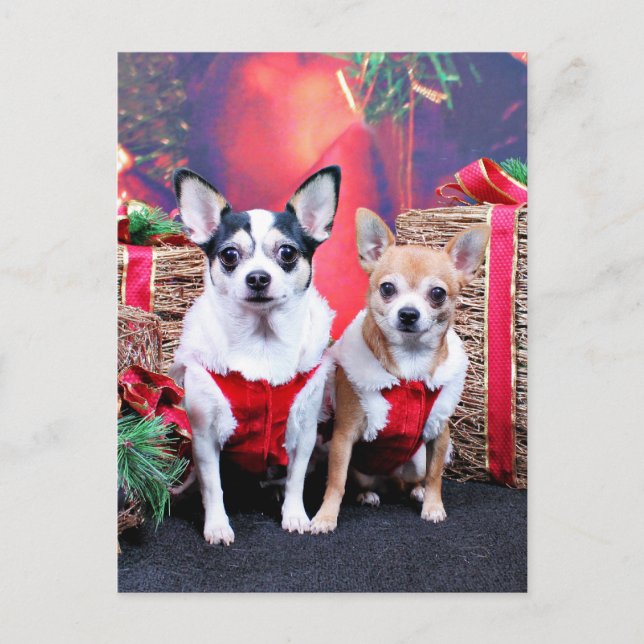 Christmas - Chihuahua - Moo Moo and Ginger Holiday Postcard (Front)