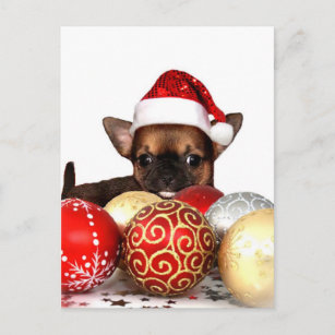 Christmas chihuahua puppy holiday postcard