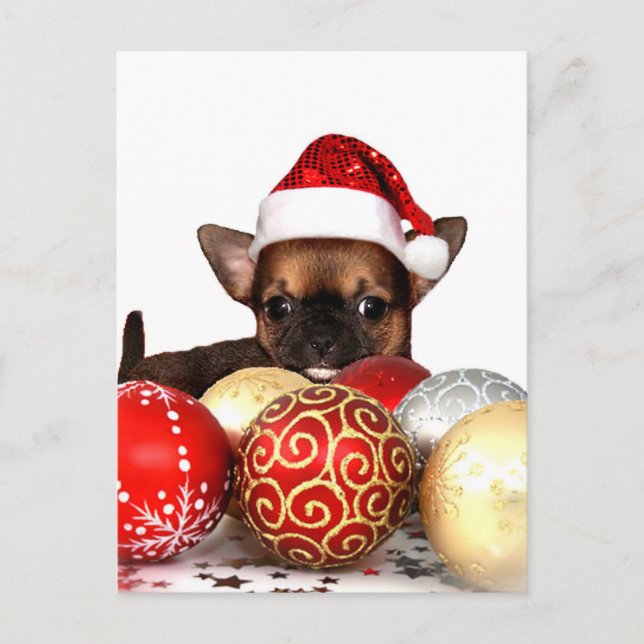 Christmas chihuahua puppy holiday postcard (Front)