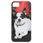 Christmas - Chihuahua X - Stella