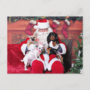 Christmas - Chihuahuas and Cavalier Holiday Postcard