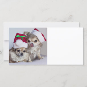 Christmas chihuahuas holiday card