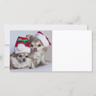 Christmas chihuahuas holiday card