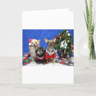 Christmas Chihuahuas Holiday Card