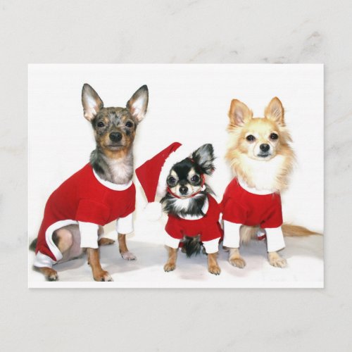 Christmas Chihuahuas Holiday Postcard