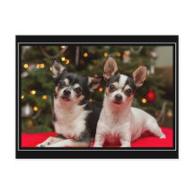 Christmas Chihuahua's