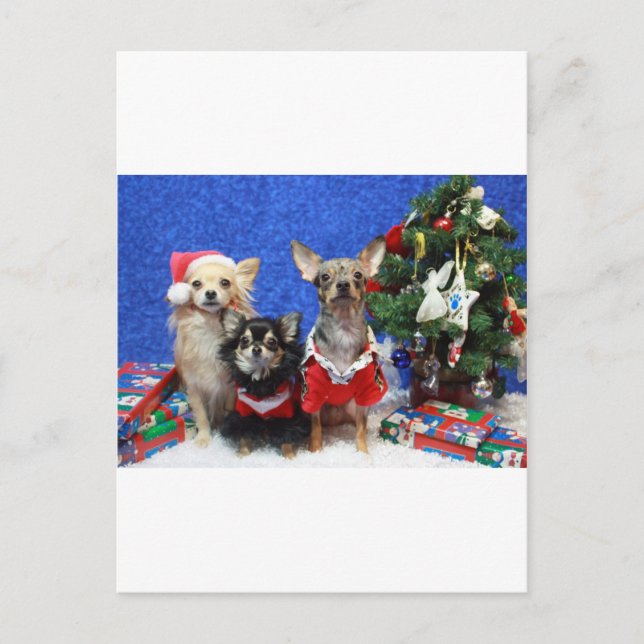 Christmas Chihuahuas Holiday Postcard (Front)