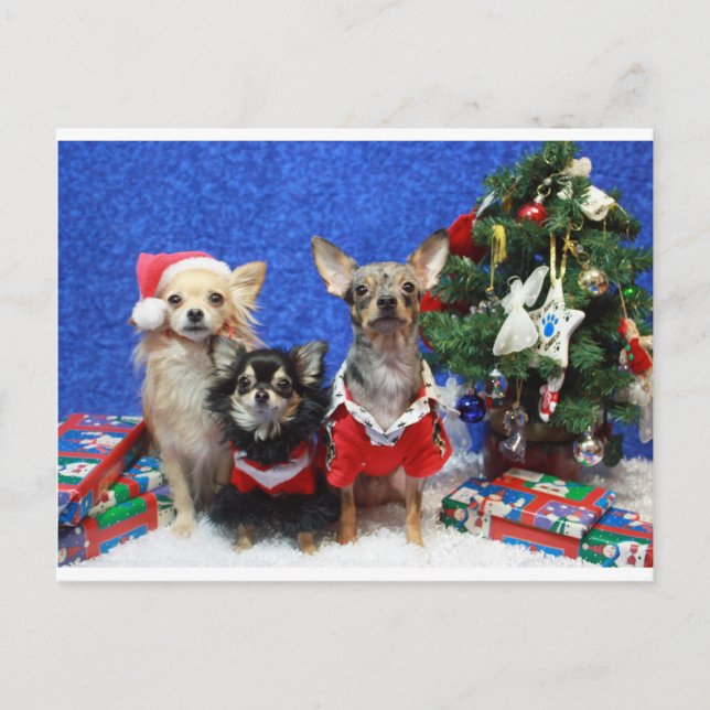 Christmas Chihuahuas Holiday Postcard (Front)