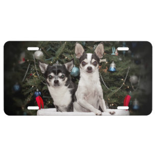 Christmas Chihuahua's in a red basket License Plate