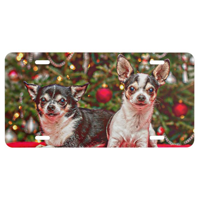 Christmas Chihuahua's License Plate (Front)
