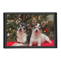 Christmas Chihuahua's