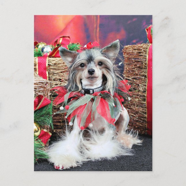 Christmas - Chinese Crested - Sheeba Holiday Postcard (Front)