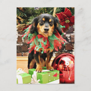 Christmas - Chiweenie - Titus Holiday Postcard