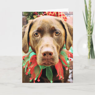 Christmas - Chocolate Labrador - Hershey Holiday Card