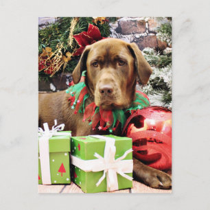 Christmas - Chocolate Labrador - Zena Holiday Postcard