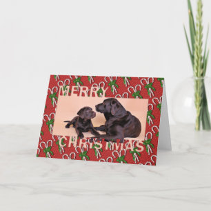 Christmas - Chocolate Labradors Holiday Card