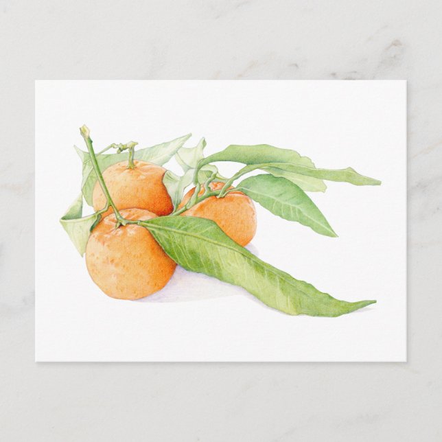 Christmas Clementines Postcard (Front)