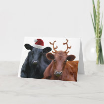Christmas Cows in Santa Hat and Antlers Holiday Card