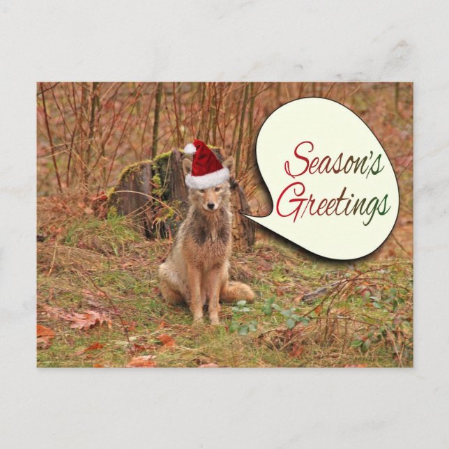 Christmas Coyote Holiday Postcard (Front)