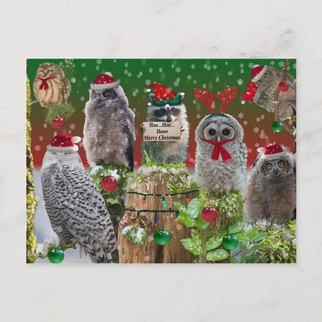 Christmas Critters Owls and Raccoon Holiday Postcard (Front)