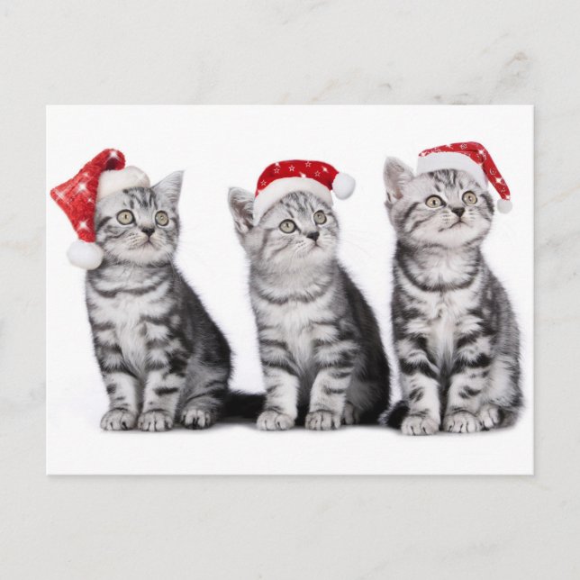 Christmas Cute Kitten Postcard (Front)