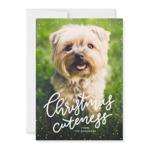 Christmas cuteness cute pet holiday card