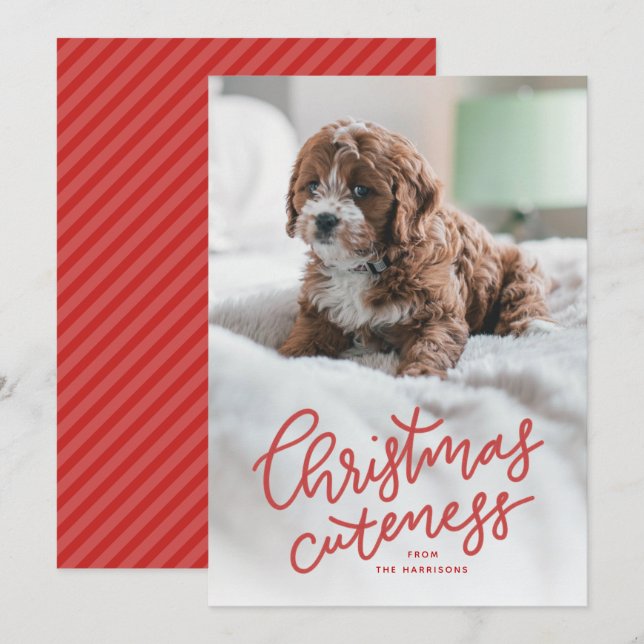 Christmas cuteness cute pet holiday card (Front/Back)