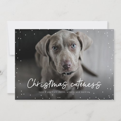 Christmas cuteness cute pet holiday photo card