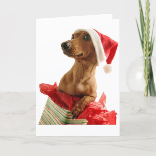 Christmas Dachshund Greeting Card