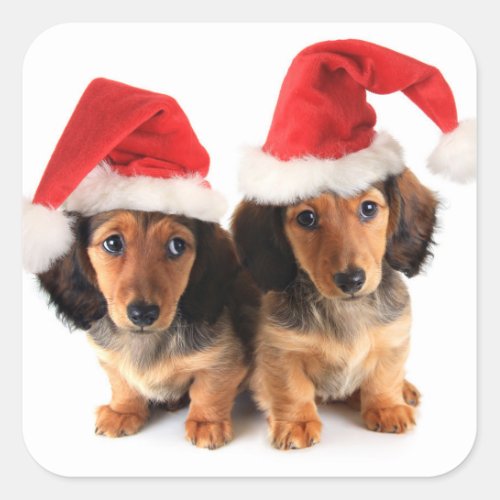 Christmas Dachshund Puppies Wearing Santa Hats Square Sticker