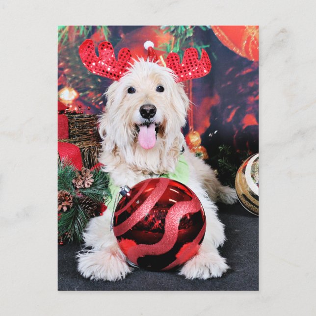 Christmas - Daisy - Goldendoodle Holiday Postcard (Front)